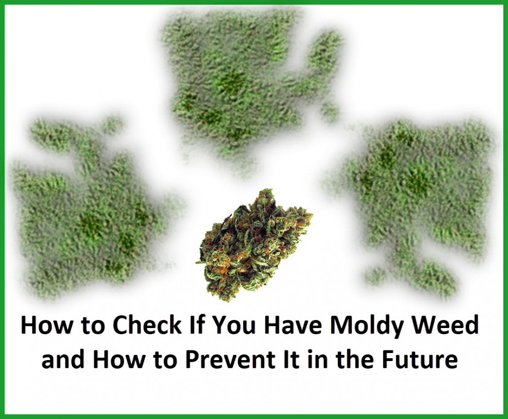 how to tell if your weed has mold