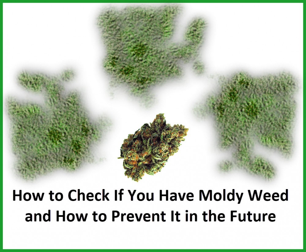 moldy marijuana and prevent it