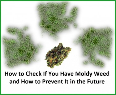 HOW CAN YOU TELL IF YOUR MARIJUANA HAS MOLD