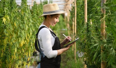 cannabis jobs pay what?