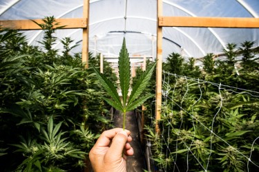 how much does it cost to cultivate cannabis