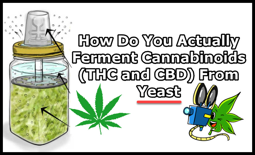 how do you make thc and cbd from yeast