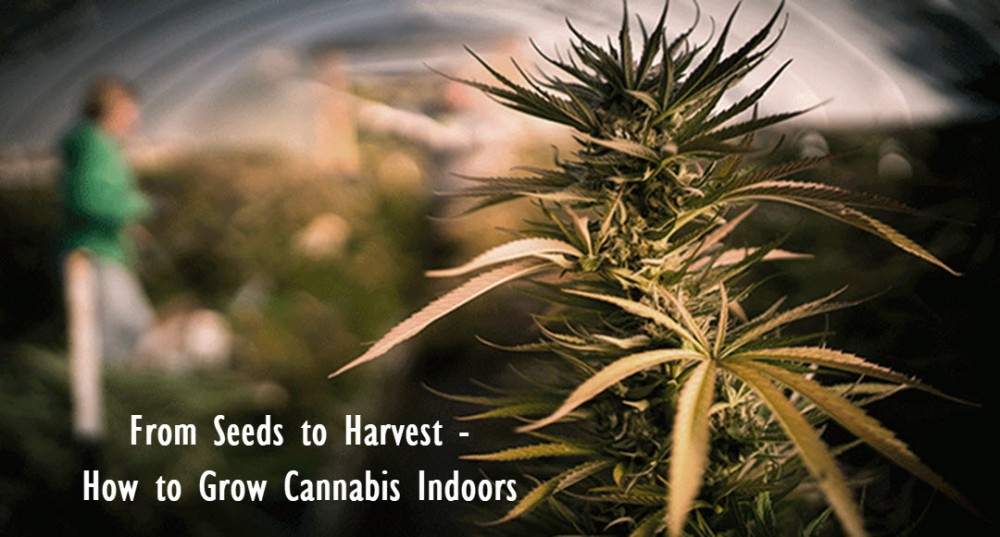 how do you grow marijuana indoors