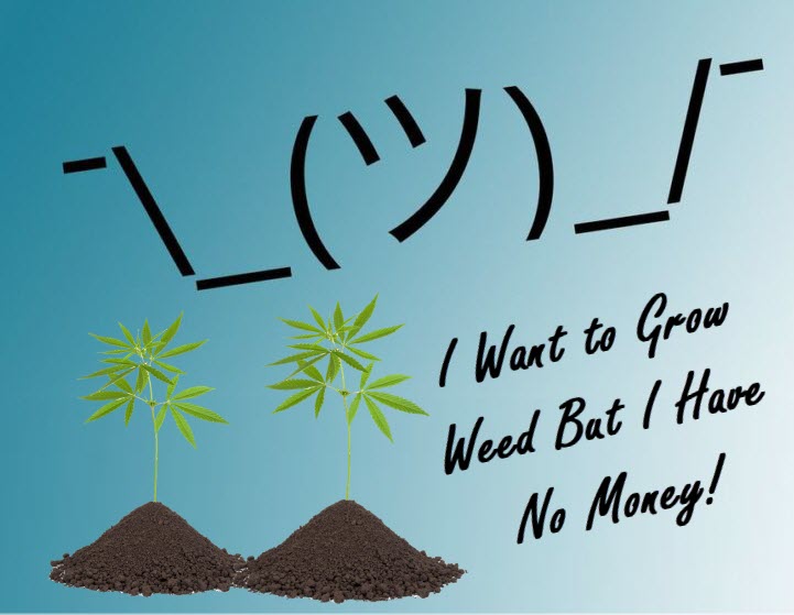 how do you grow marijuana with no money