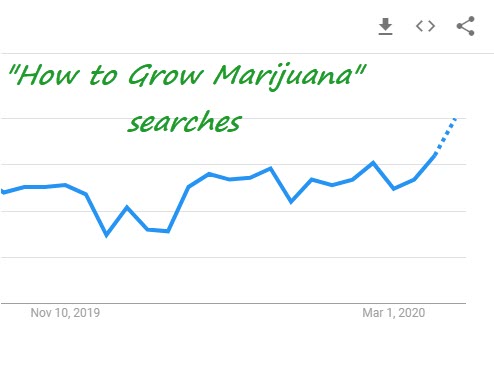 how to grow marijuana searches