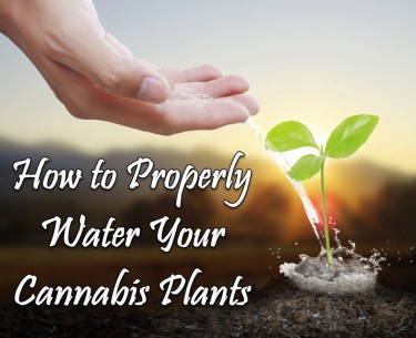 PROPERLY WATER YOUR CANNABIS PLANTS