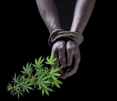 human trafficking and weed