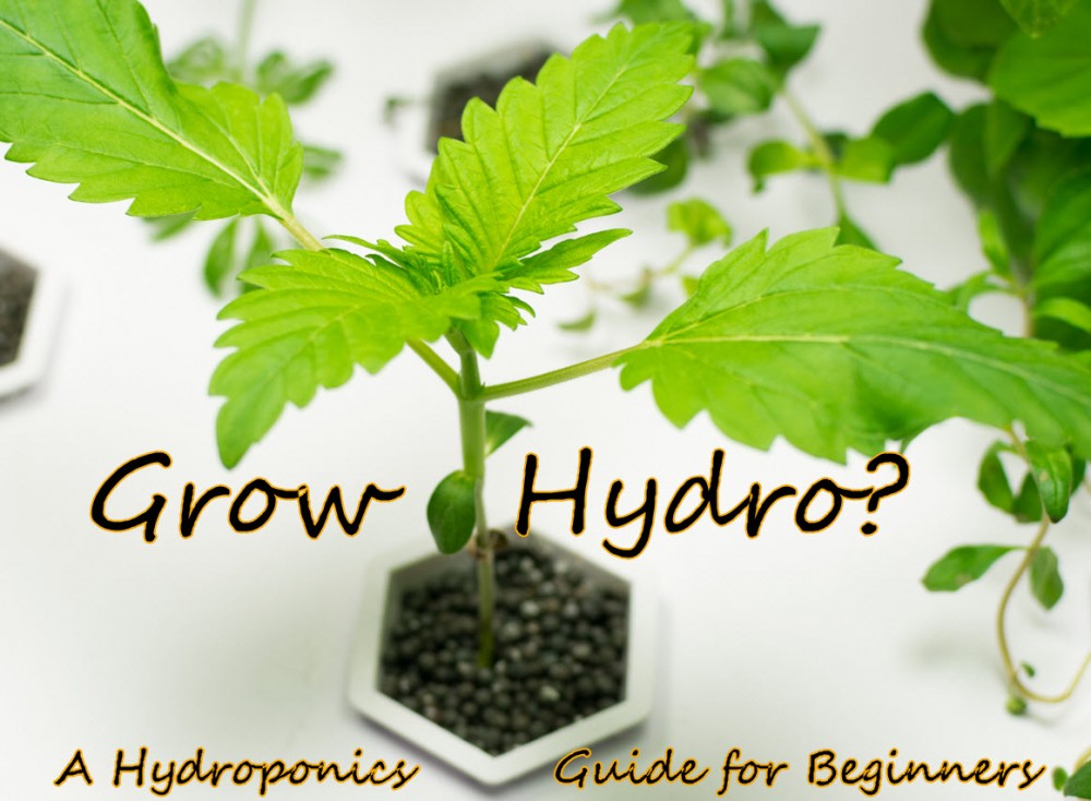 HYDROPONIC GROWING FOR BEGINNERS