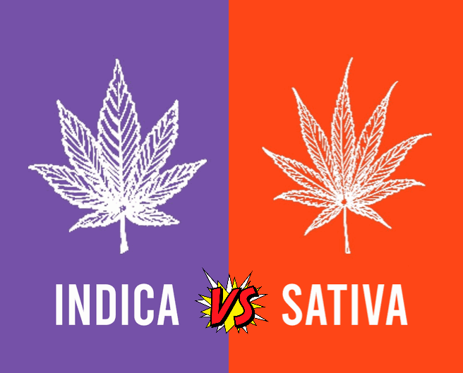 IS INDICA OR SATIVA JUST TOO SIMPLISTIC 