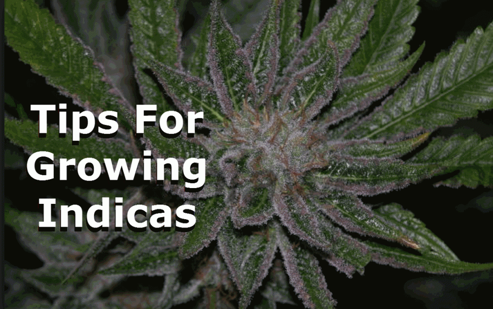 GROWING TIPS FOR INDICA CANNABIS