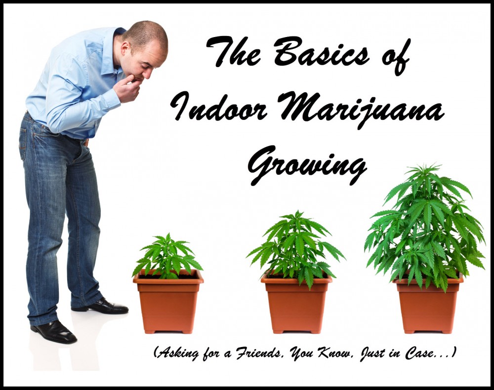 indoor marijuana growing basics