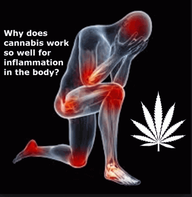 WHY DOES MARIJUANA HELP WITH INFLAMMATION