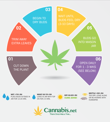 A Guide to Drying and Curing Cannabis