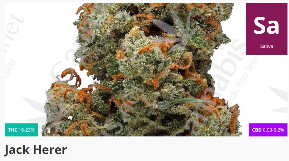 JACK HERER CANNABIS