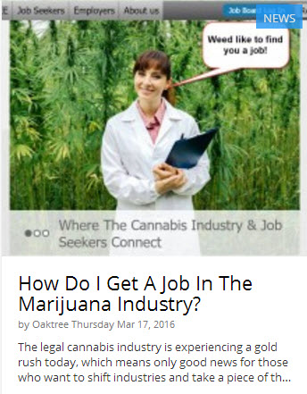 HOW DO I GET A MARIJUANA JOB