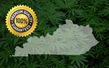 Kentucky blue grass cannabis