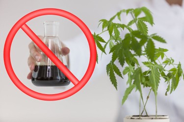 lab-made cannabinoids banned