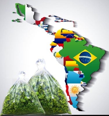 latin america south america cannabis trade