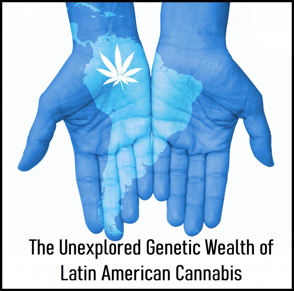 latin american cannabis strains