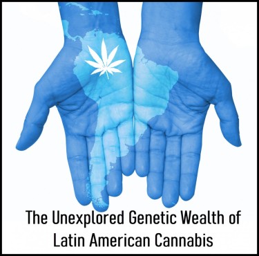 LATIN AMERICA CANNABIS GENETICS