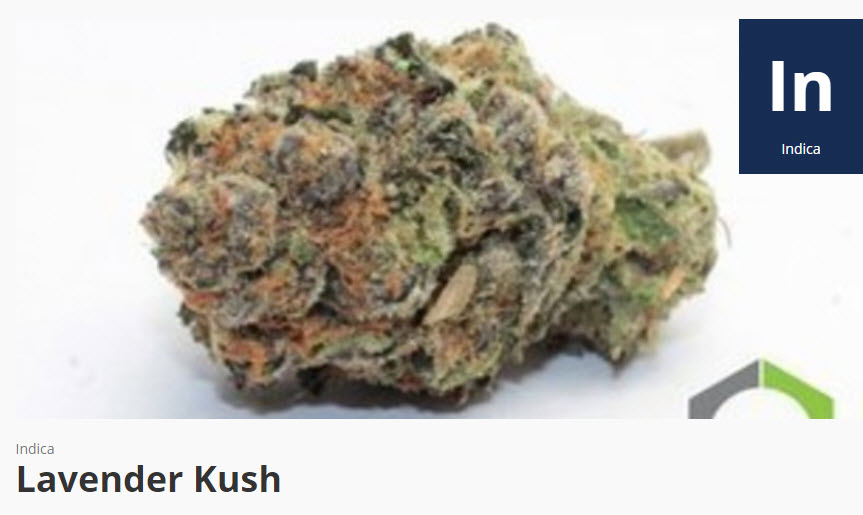 lavender kush cannabis