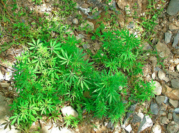 cannabis plants growing