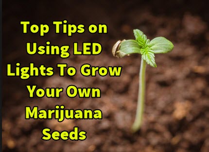 TIPS ON LED LIGHT SETUPS FOR WEED