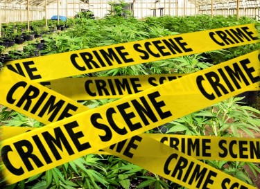 does legal cannabis mean less crime