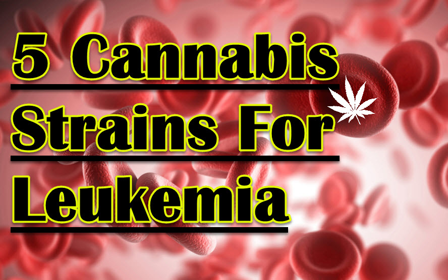 MARIJUANA STRAINS FOR LEUKEMIA