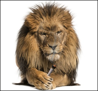 lions paw marijuana strain