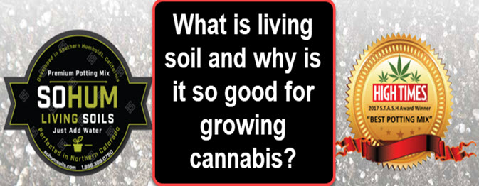 BEST CANNABIS SOIL