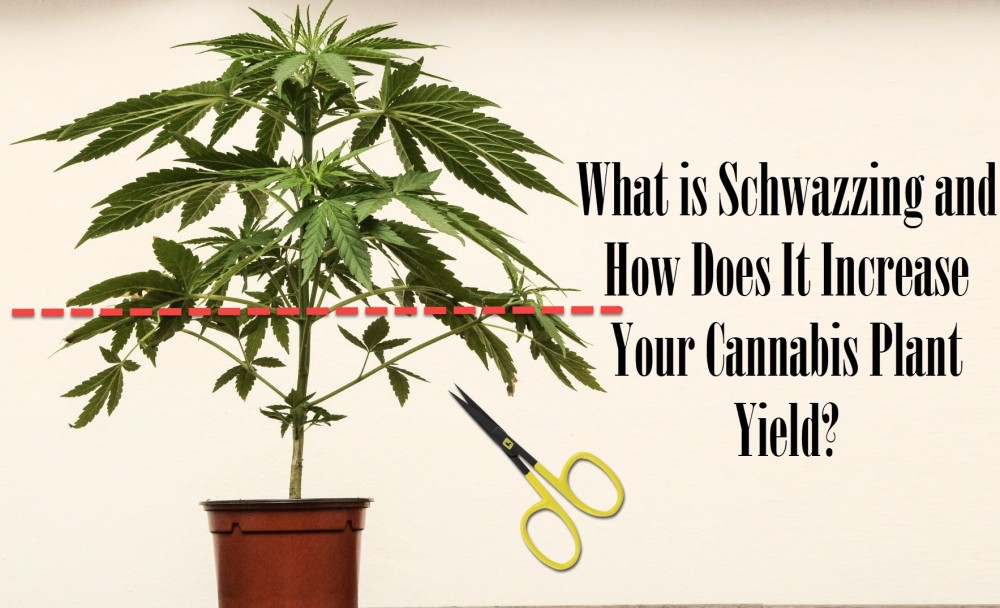 WHAT IS LOLLOPING OR SCHWAZZING CANNABIS PLANTS