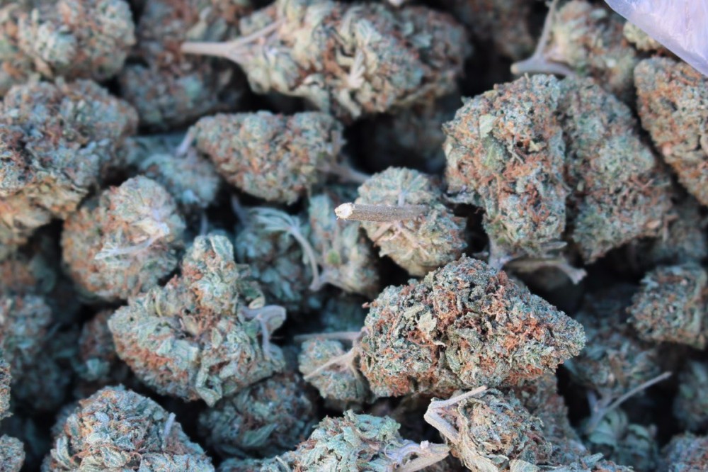 MARIJUANA BUDS