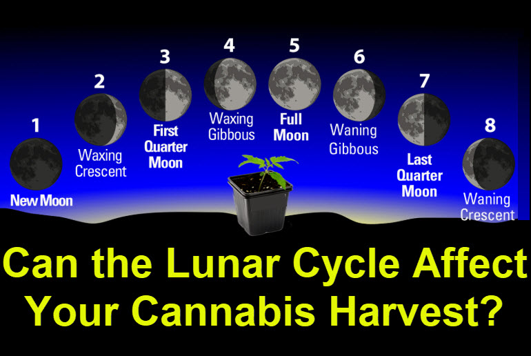 lunar cycle on growing cannabis plants