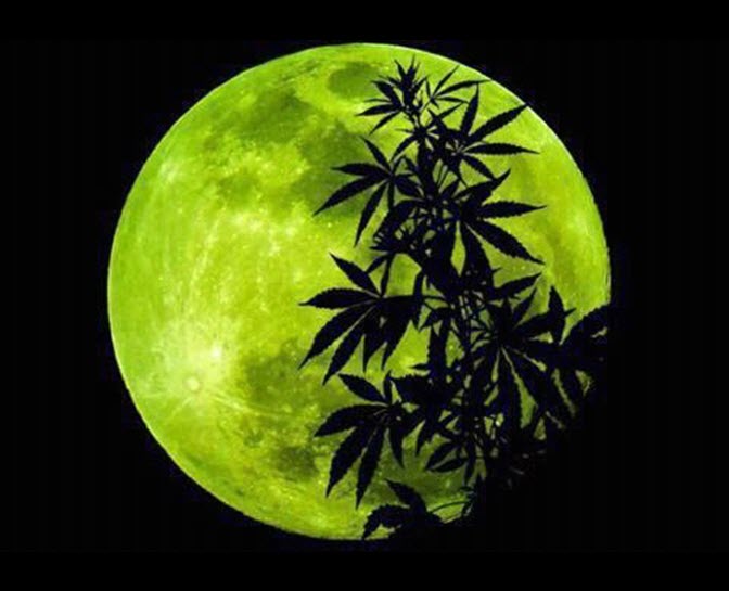 CANNABIS CROPPING OUT TO THE MOON PHASE