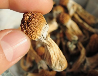 GROWING MAGIC MUSHROOMS AT HOME