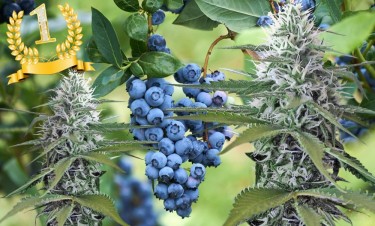 MAINE CANNABIS AND BLUEBERRIES
