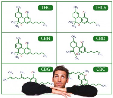 MAJOR AND MINOR CANNABINOIDS IN CANNABIS