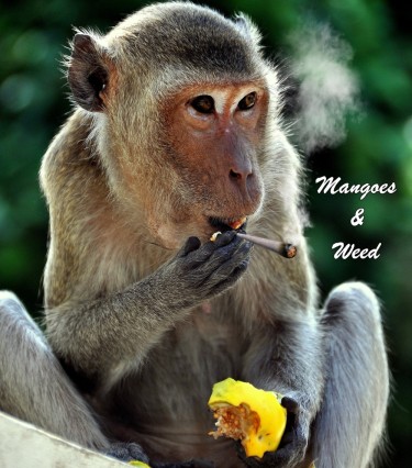 MANGOES AND MARIJUANA