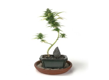 bonsaiajuana plant marijuana bonsai