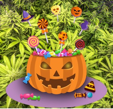 marijuana candy halloween kids