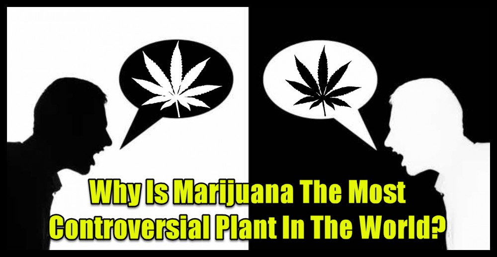 marijuana controversy