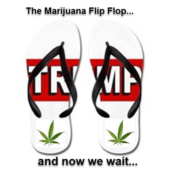 TRUMP FLIP FLOPS ON CANNABIS