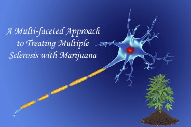 MARIJUANA FOR MS PATIENTS RESEARCH