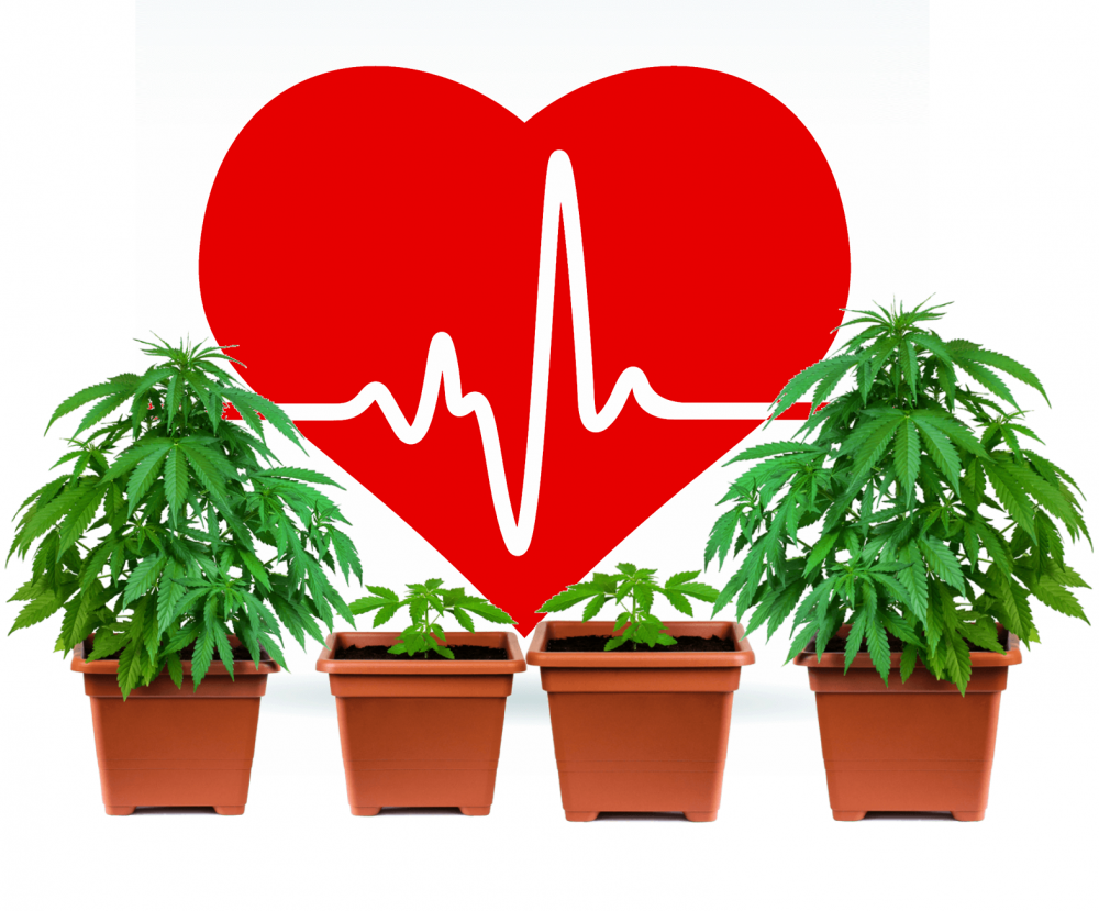 cannabis for hearth health studies