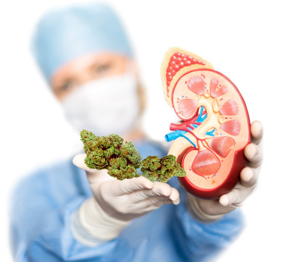 marijuana kidney failure