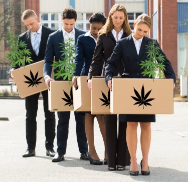 marijuana layoffs