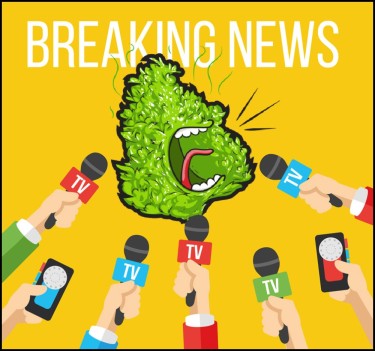 The Global Cannabis News Report Bud Billions Your Gateway To Cannabis Insights The Global Cannabis News Report Bud Billions Your Gateway To Cannabis Insights