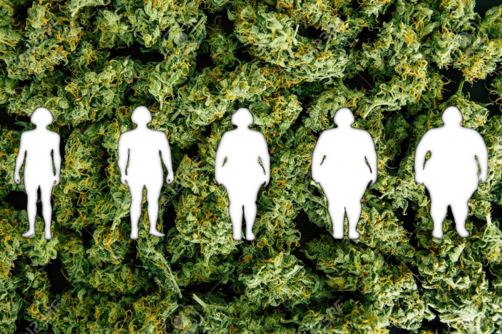 obesity and weed strains