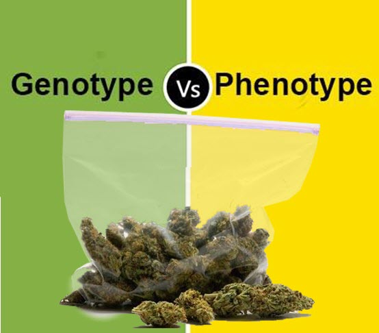 marijuana genotypes